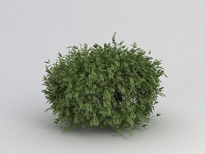 现代灌木植物