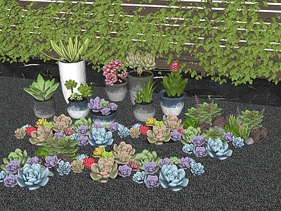 多肉植物 现代花境植物组团 盆栽多肉