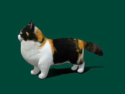 其他动物 猫 曼基康 表面