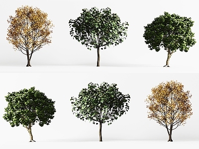 景观树 景观树 现代行道树 乔木 城市树木 庭院树木