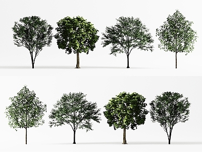 景观树 景观树 现代行道树 乔木 城市树木 庭院树木