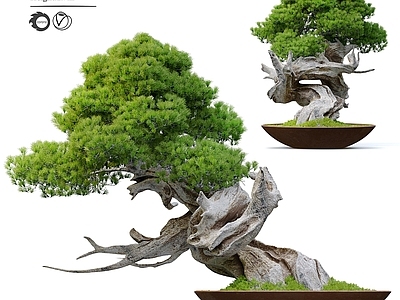 盆栽