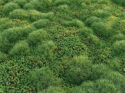 草