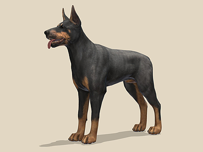 其他动物 狗 杜宾犬