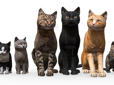 其他动物 猫科 家族 猫