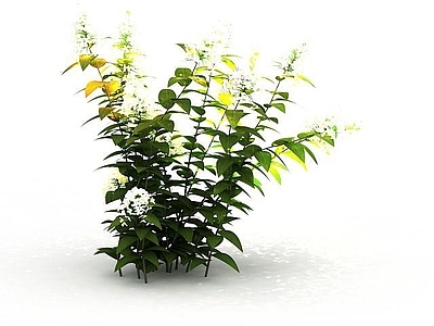 现代野黄花