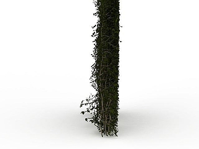 现代植物隔离带