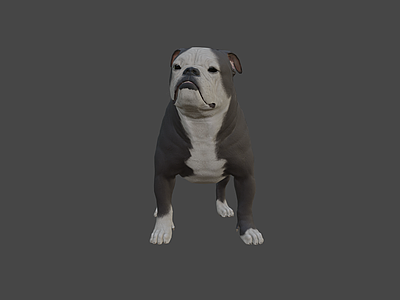 其他动物 表面