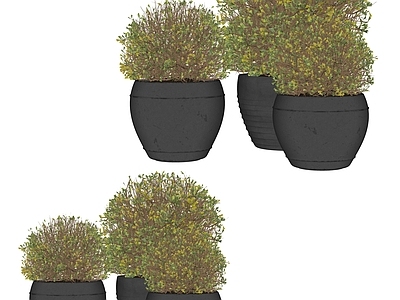 盆栽 绿植盆栽