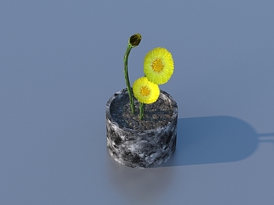 盆栽 盆栽 花 野花