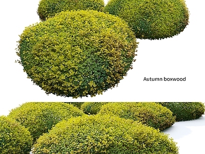 灌木