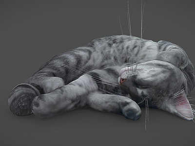 其他动物 猫