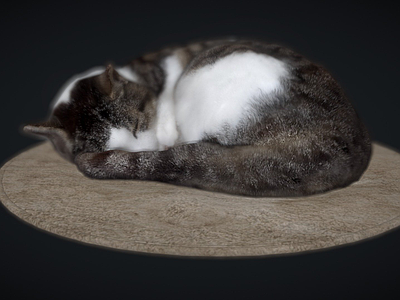 其他动物 垫子 猫 床上