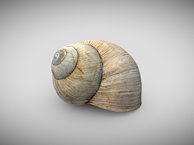其他动物 壳 蜗牛