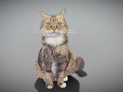 其他动物 猫 表面