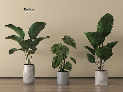 盆栽 绿植盆景 家居植物盆栽