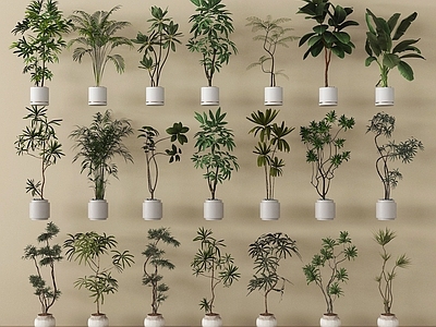 盆栽 绿植盆景 家居植物盆栽