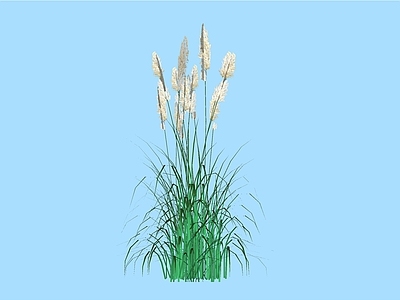水生植物 芦苇