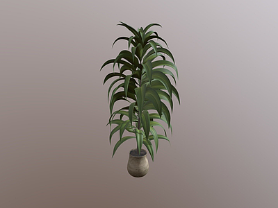 其他绿植 植物 锅