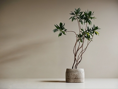盆栽 落地绿植盆栽