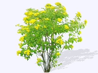 灌木 2D双荚决明 双荚槐 腊肠仔树 槐树
