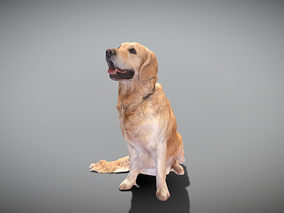 虚拟人物 金毛犬 狗 表面