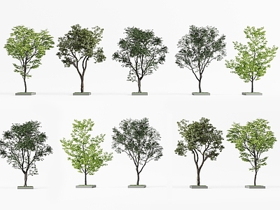 景观树 现代树木 景观树 庭院树木 柠檬树