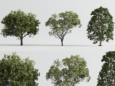 景观树 现代树木 景观树 庭院树木 乔木