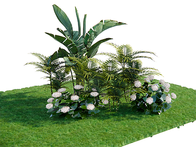 植物组合 树池植物组合 庭院植物 绣球 芭蕉