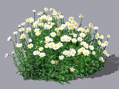 花草 2D白晶菊 小白菊 晶晶菊