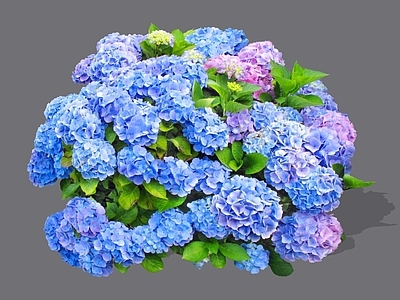 花草 2D绣球 紫阳花 八仙花 无尽夏 绣球花植物