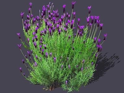 花草 2D薰衣草