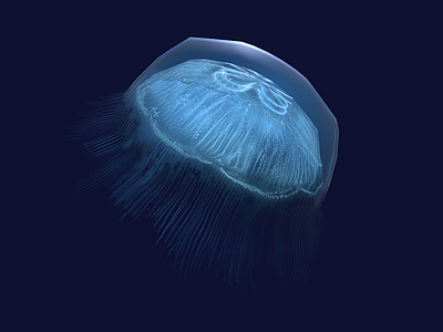 其他动物 水母 海