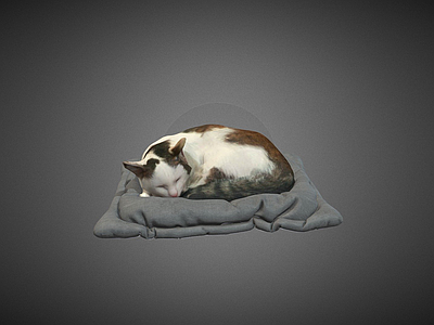 其他动物 猫 枕头