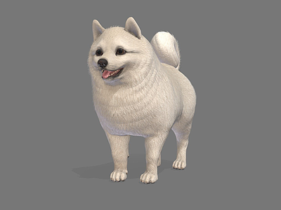 其他动物 博美犬 白狗