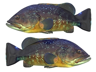 水生类动物 石斑鱼 海洋生物