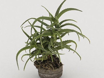 其他绿植 植物