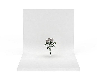 现代玫瑰花