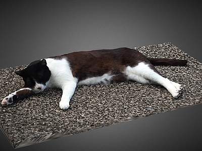 虚拟人物 猫 地毯