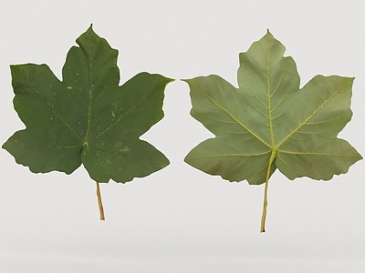 其他绿植 植物