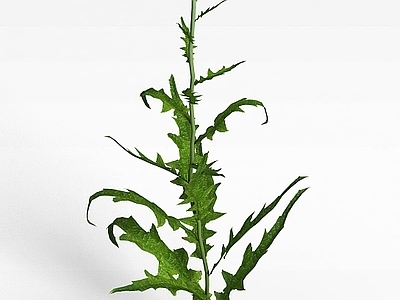 现代佛龛 花草