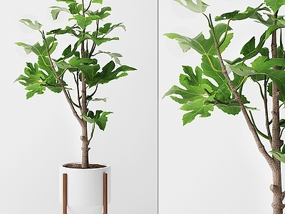 盆栽 植物 盆景 绿植 室内绿化 绿色植物