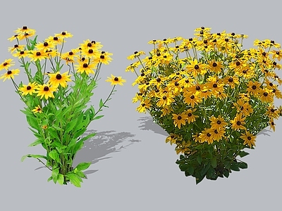 花草 2D黑心金光菊 黑心菊 黑眼菊 堆心菊