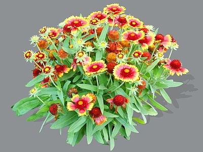 花草 2D大花天人菊