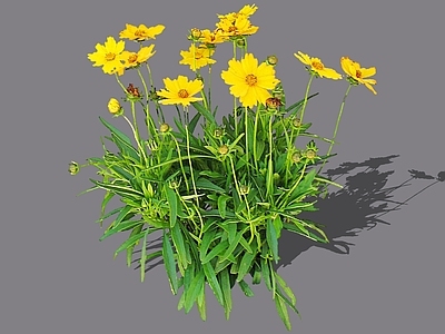 花草 2D金鸡菊 小波斯菊 金钱菊 孔雀菊