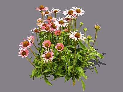 花草 2D松果菊 红色松果菊