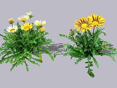 花草 2D勋章菊 菊花植物