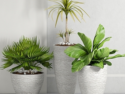 盆栽 盆景 现代植物 室内盆景 盆景植物 室内绿植物