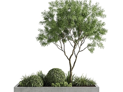树池 现代树 景观树 树池 花园 花池