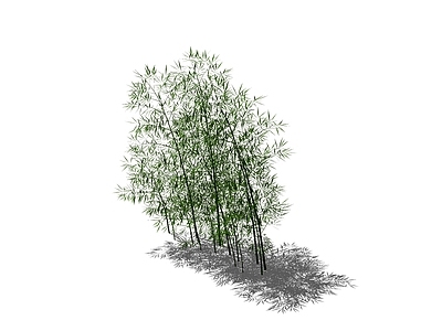竹子 树池竹子